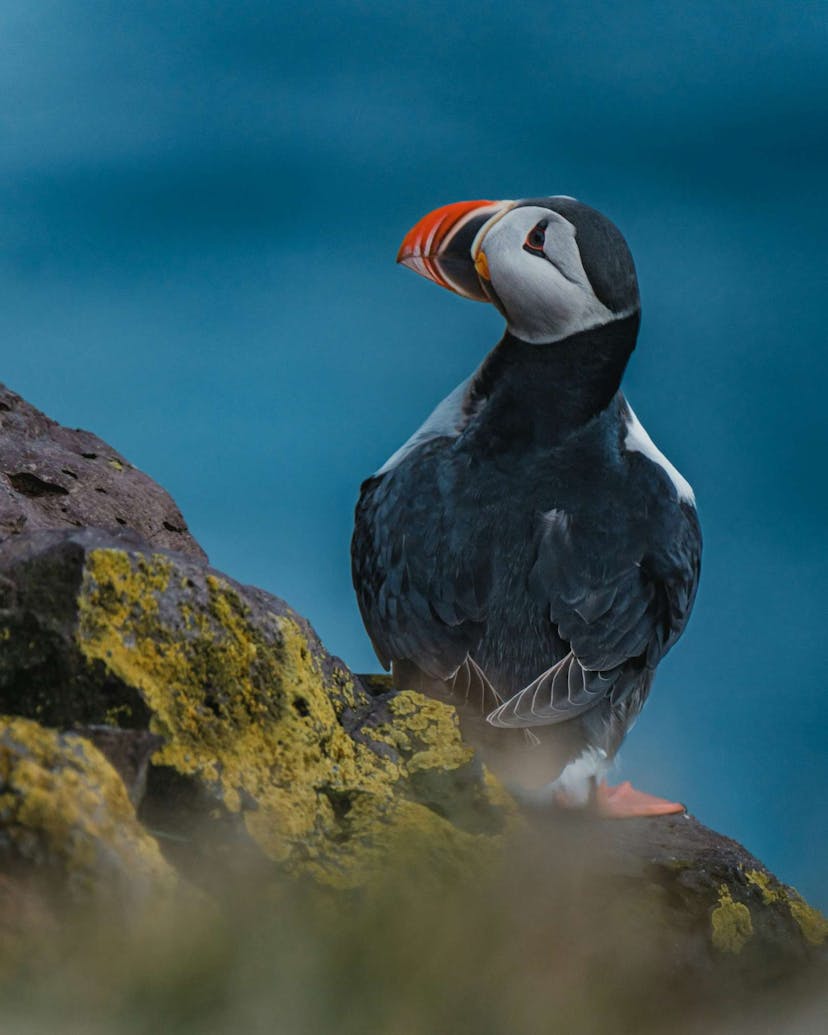 Puffin in Iceland