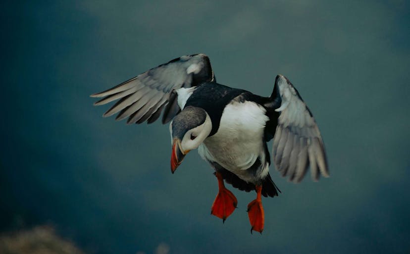 The Icelandic puffin flying