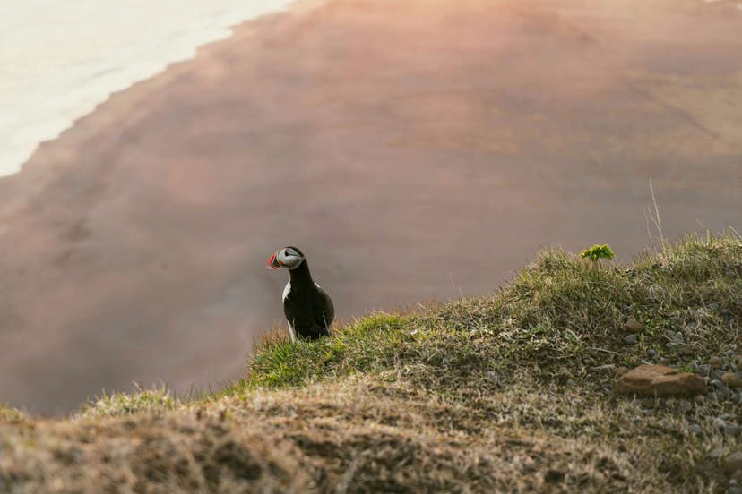 puffin on beach in iceland