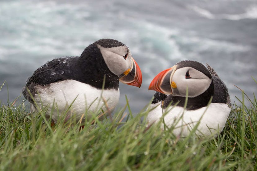Two Icelandic puffins