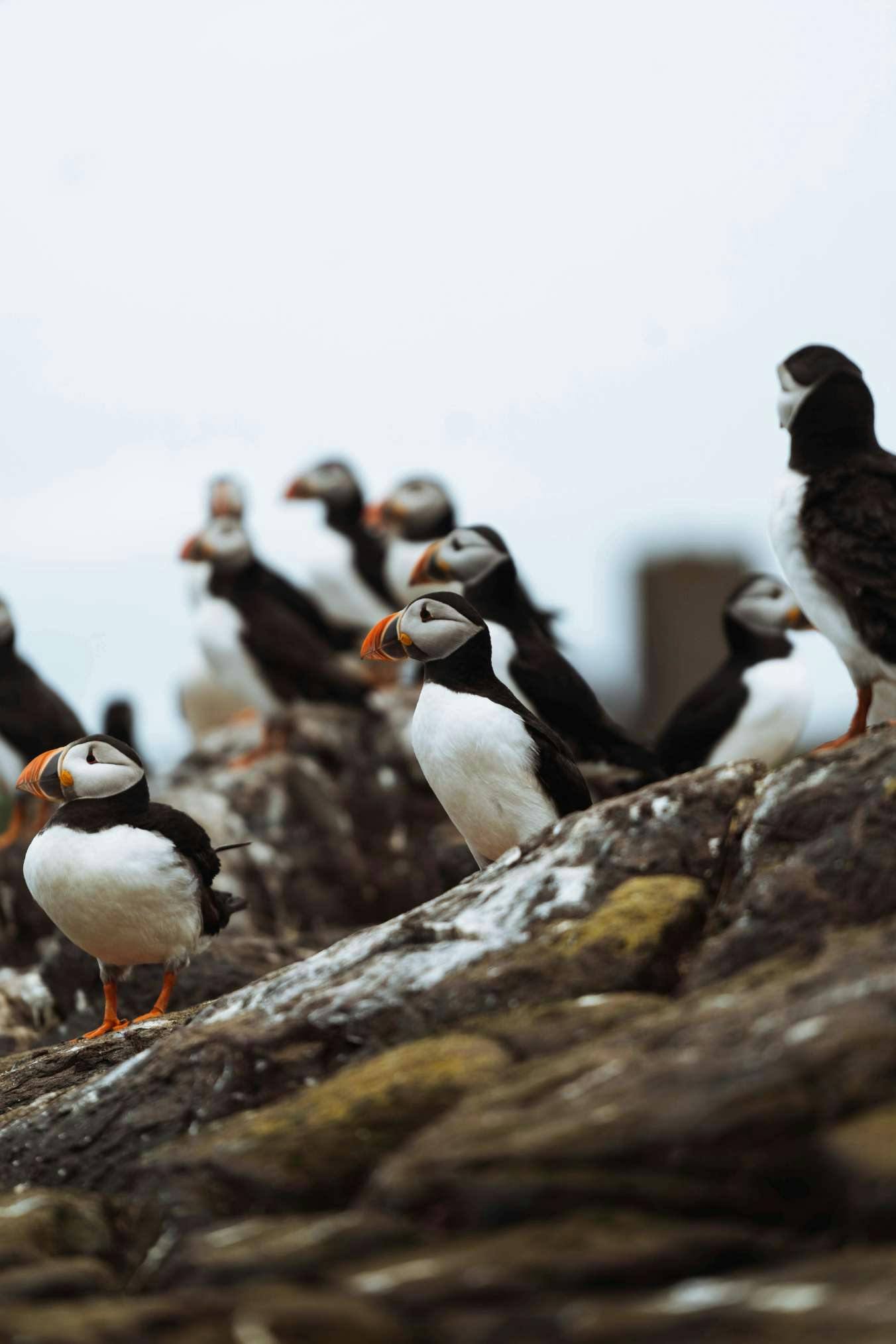 puffins in iceland