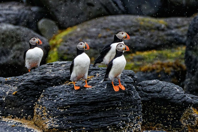 Puffins in Iceland