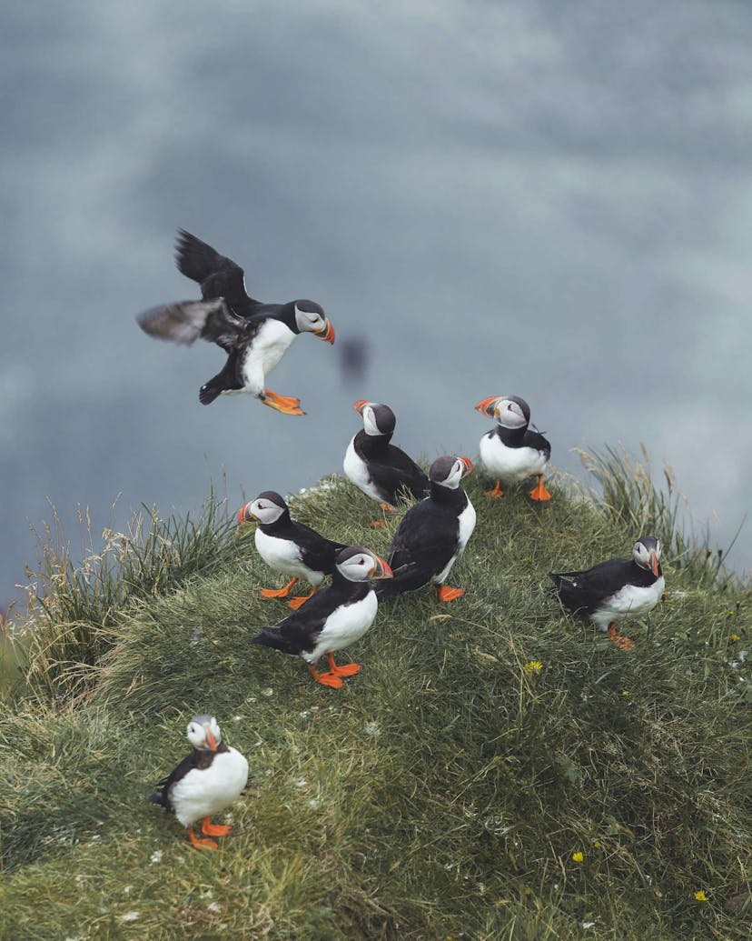 Puffins in Iceland