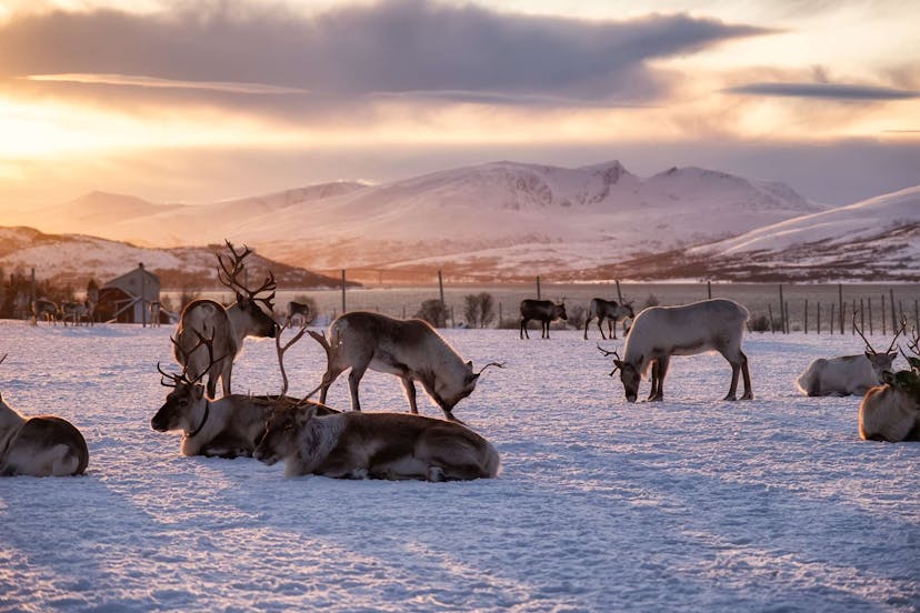 Icelandic reindeer in the snow at sunset