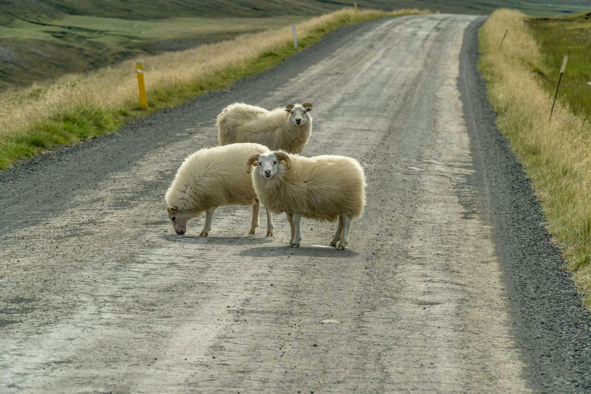 sheep Iceland