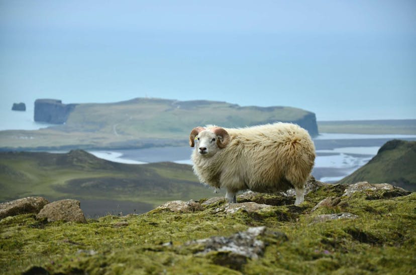 Icelandic sheep on mountain 