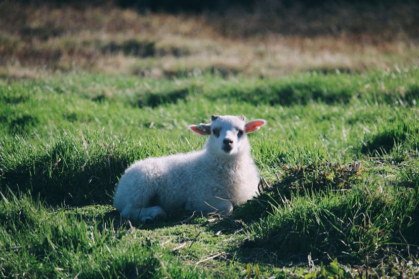 Cute sheep in Iceland