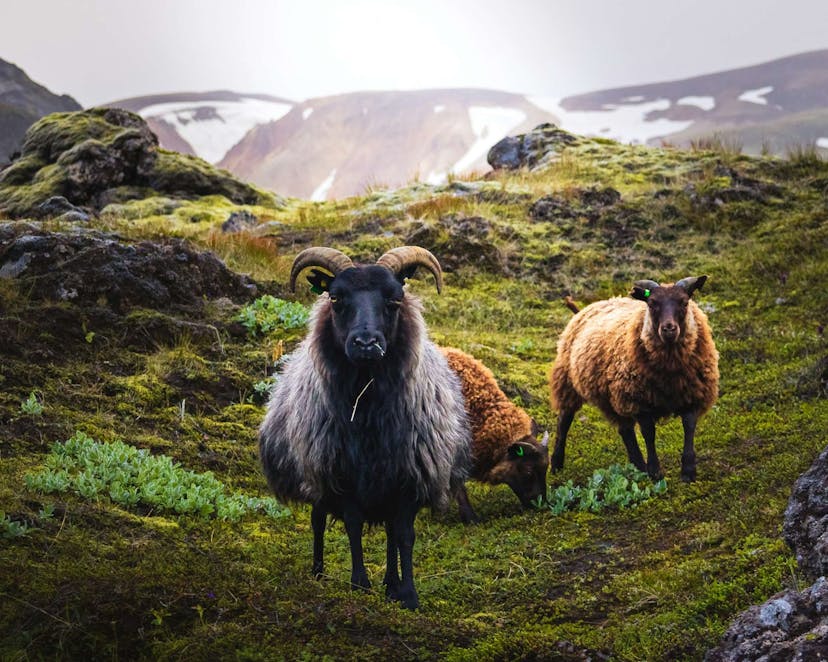 Icelandic sheep on a mountain