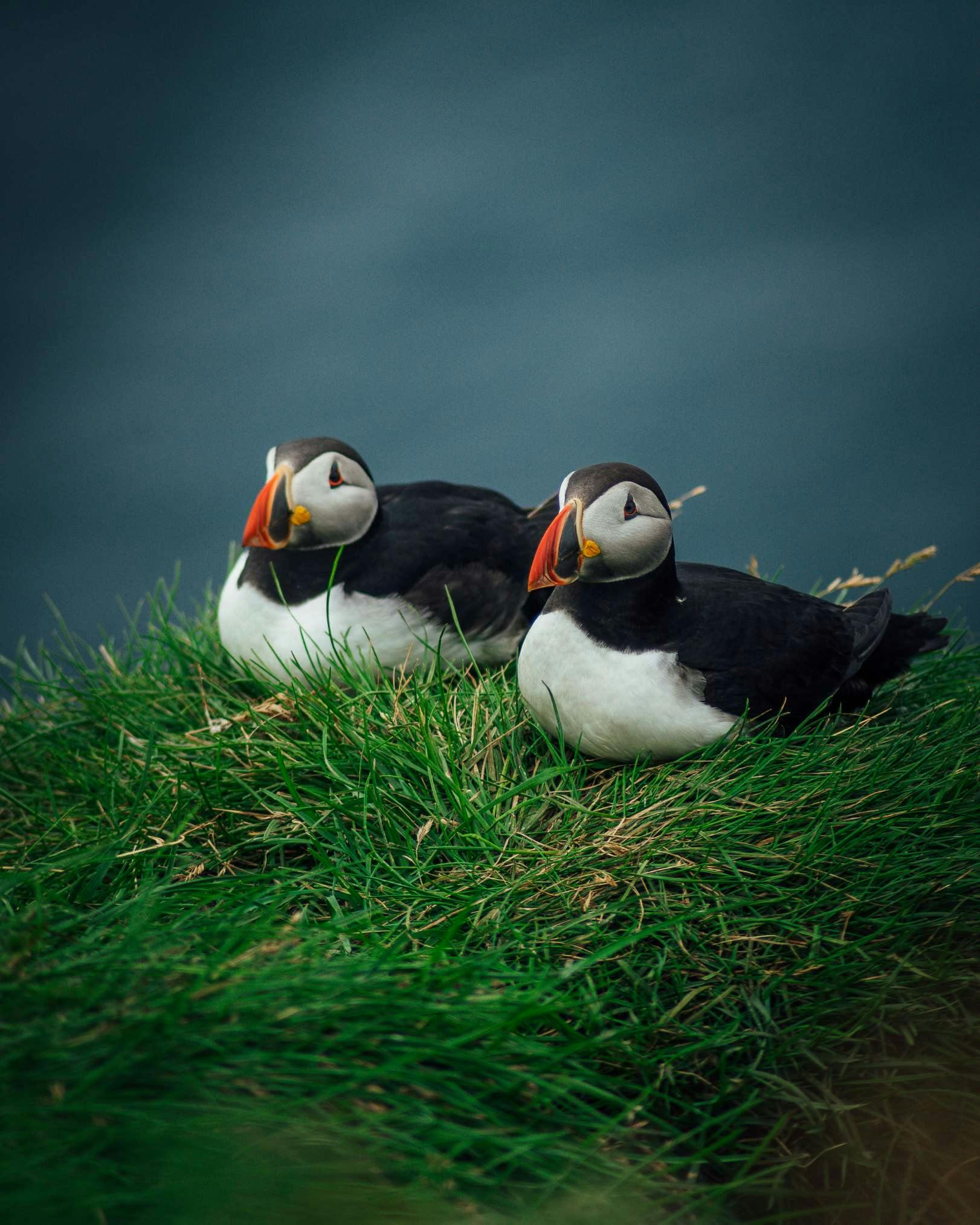 Puffins in Iceland