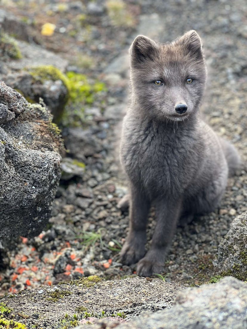 Icelandic fox