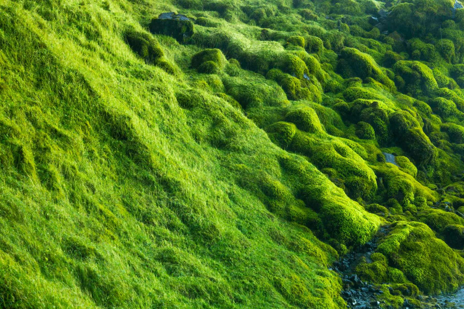 Green moss in Iceland