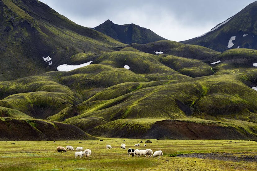 Icelandic sheep in green nature