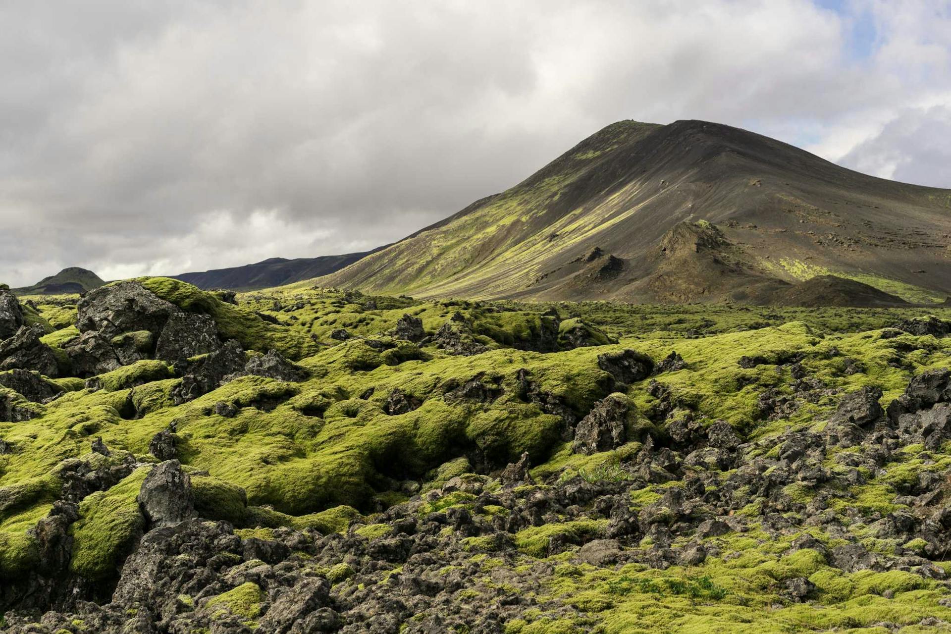 Green moss in Iceland