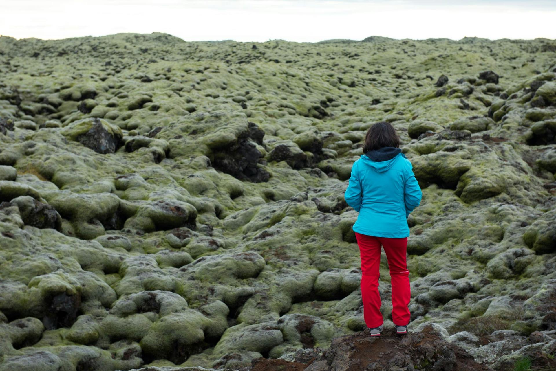 icelandic moss