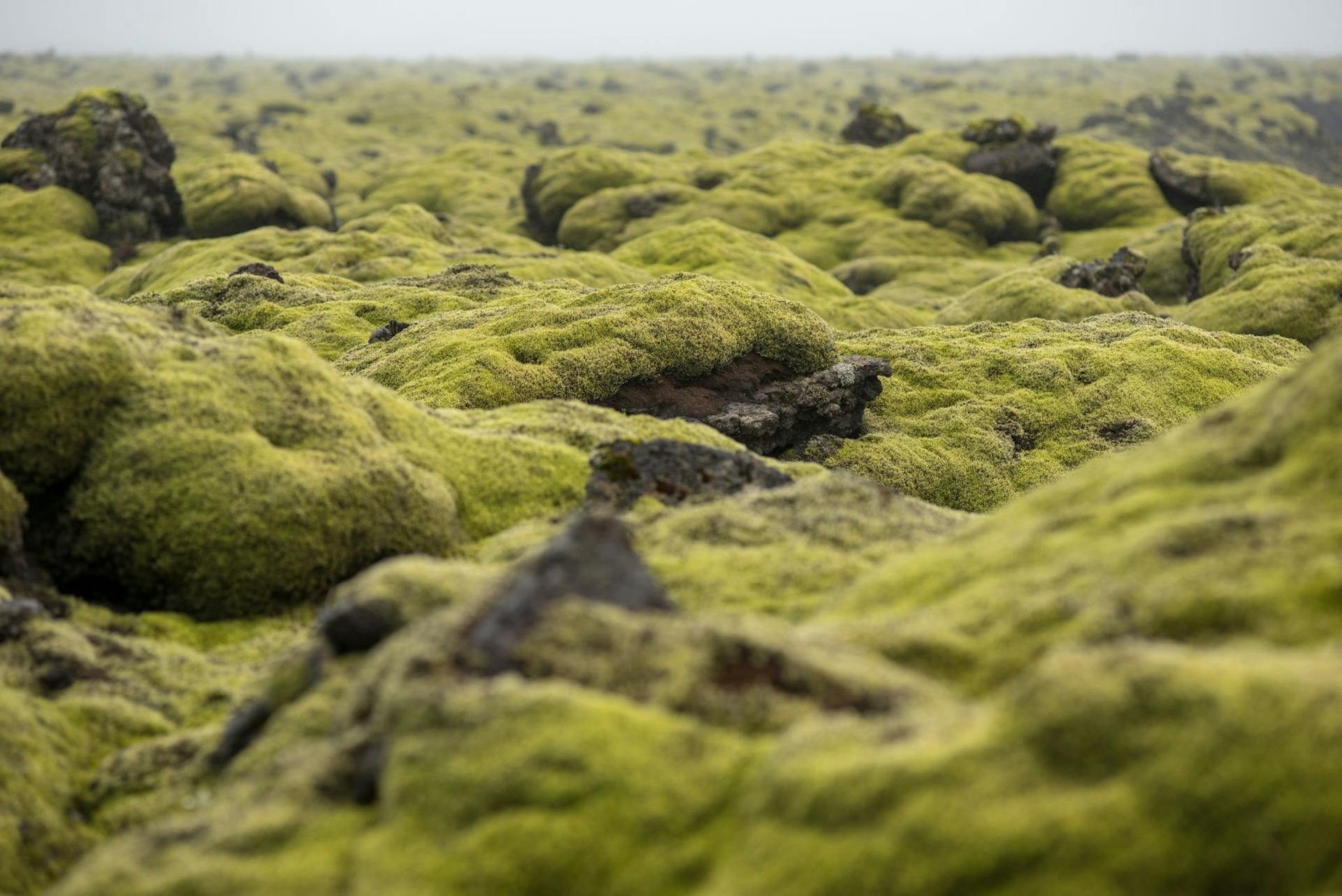 moss-covered-lava-field-eldhraun