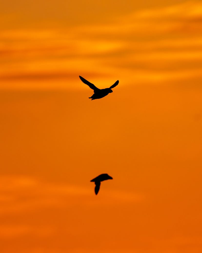 Birds flying at sunset in Iceland