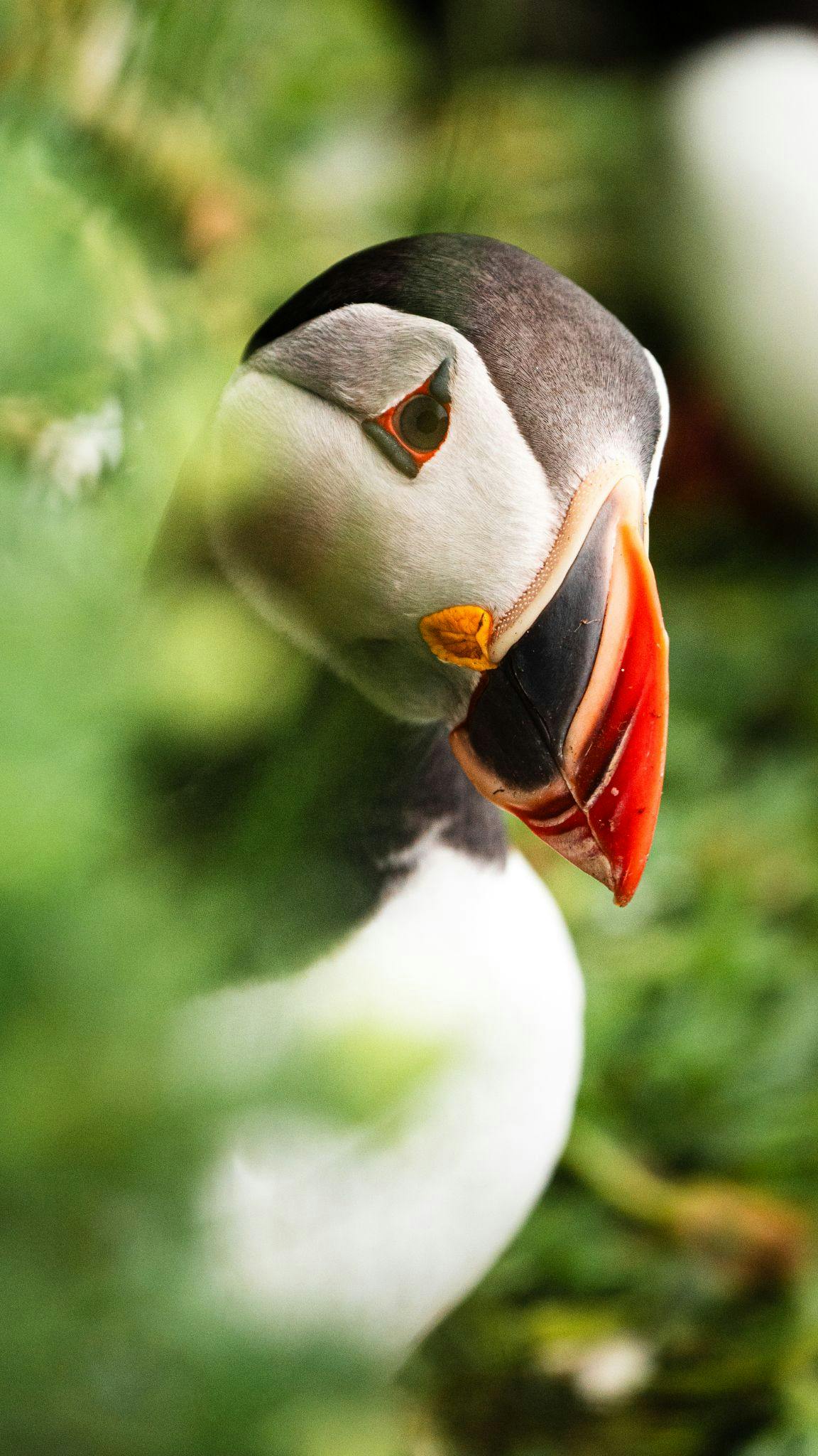 Arctic Puffin Iceland Husavik