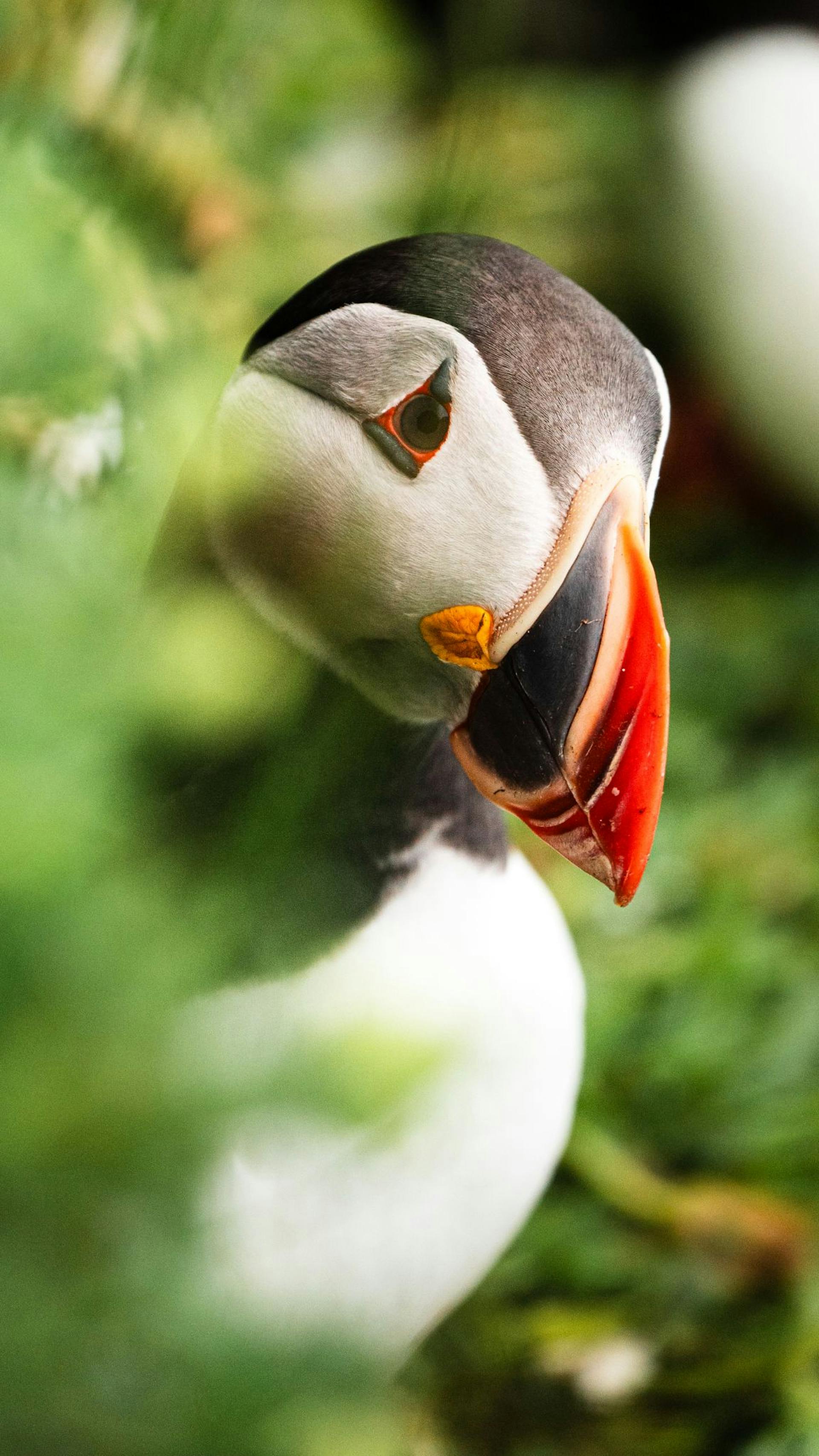 Arctic Puffin Iceland Husavik