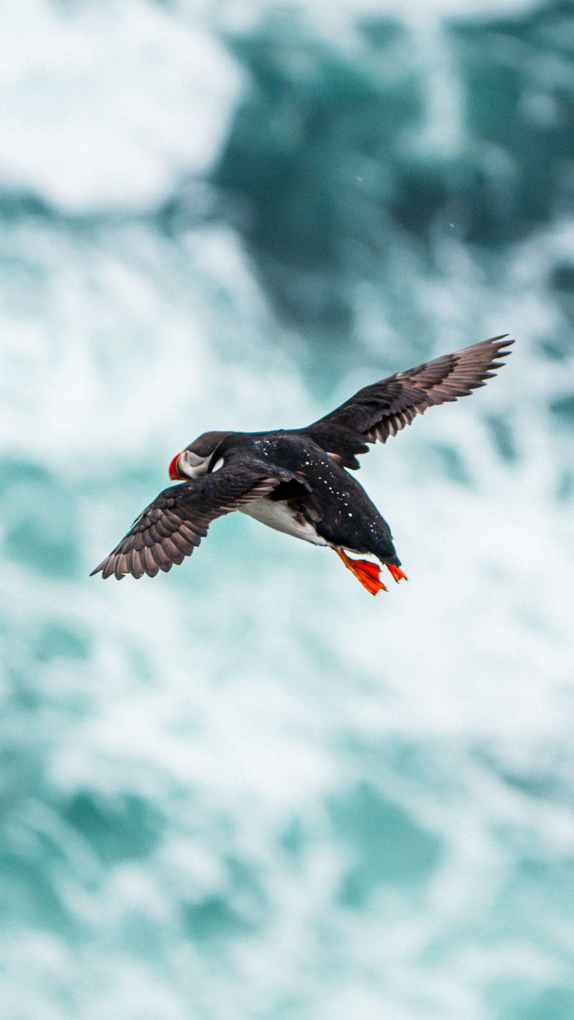 puffin flying in iceland