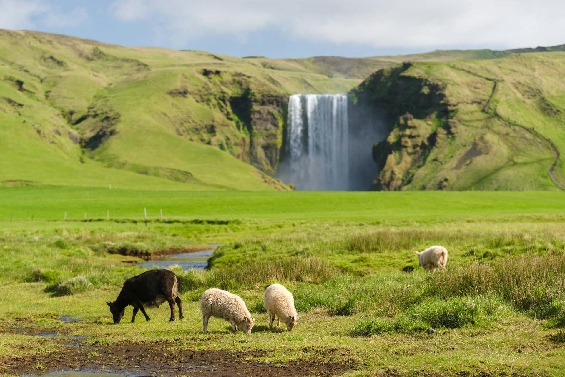 Sheep in front of Skogafoss Iceland