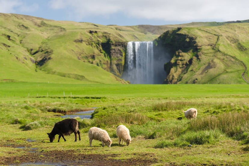 Icelandic sheep in front of Skogafoss waterfall