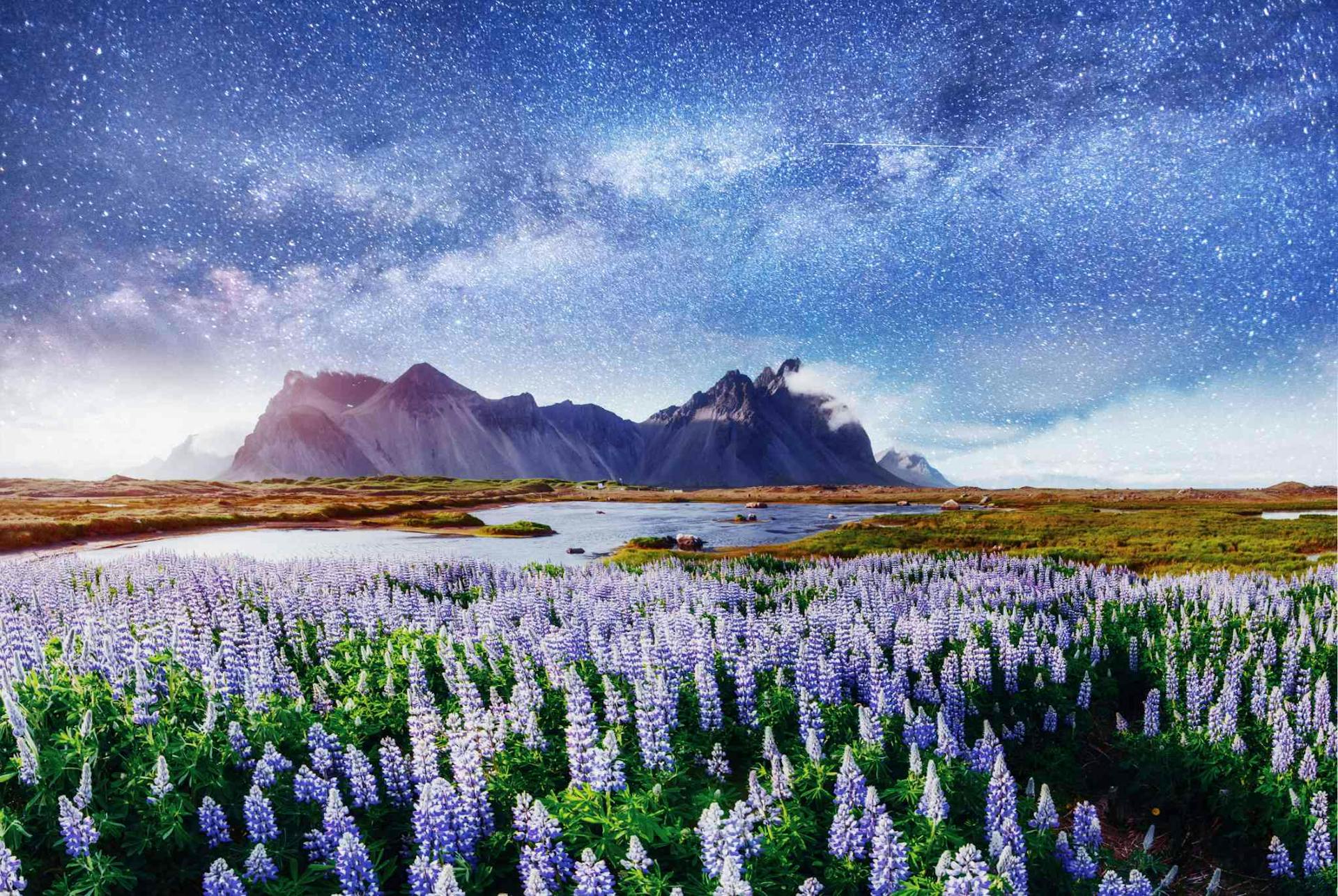 Stokksnes, Mountain, russel lupin flower, black sand beach