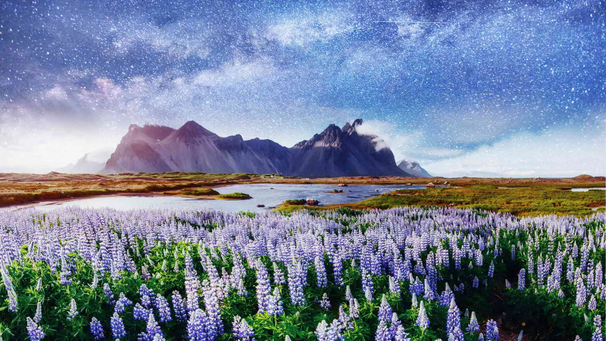 Vestrarhorn mountain in Iceland with Lupins at front