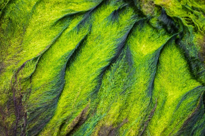 Iceland Green