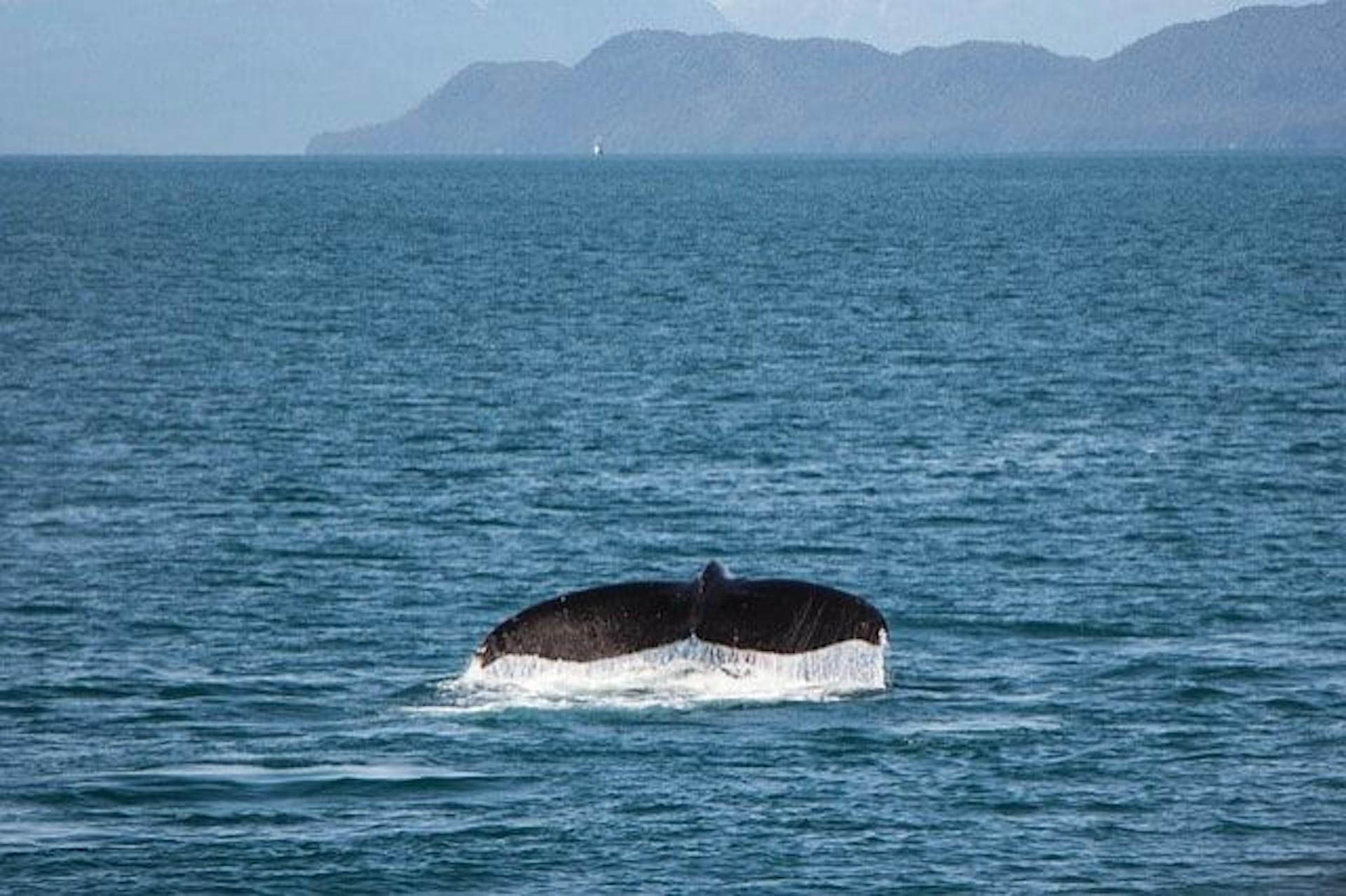 Whale watching iceland 