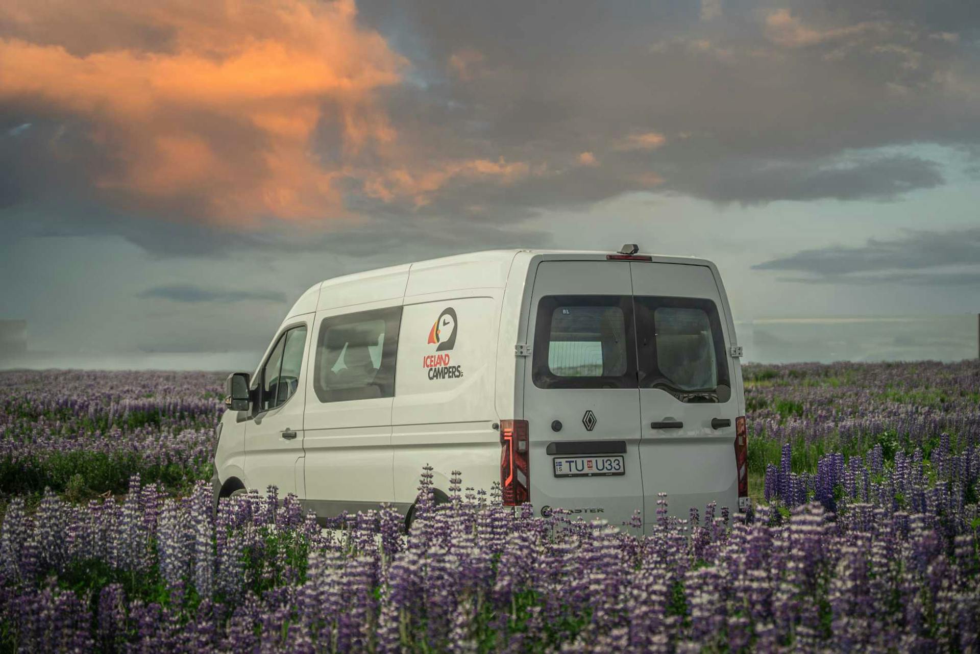 Russel lupin flower campervan sunset