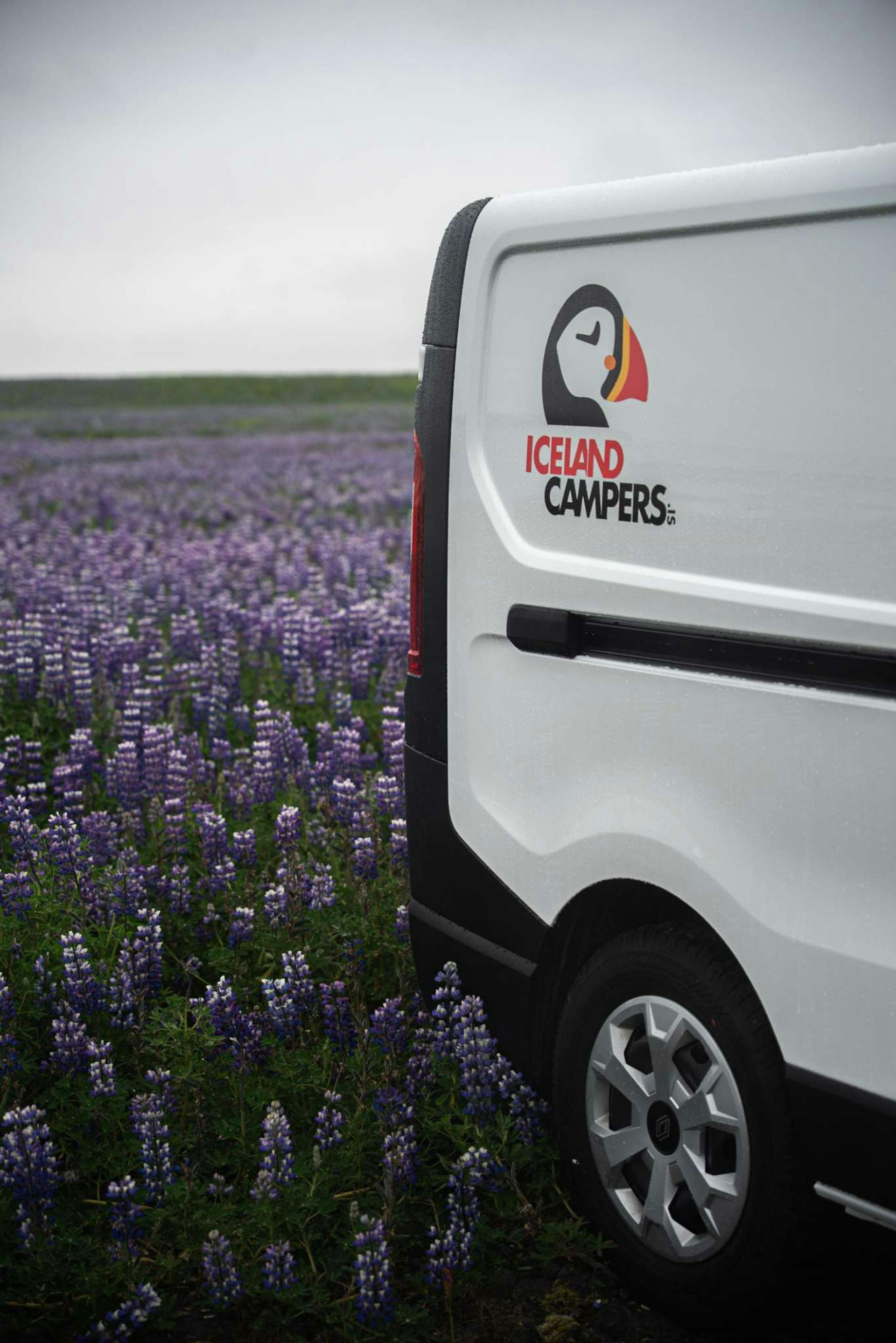 Lupin Iceland campers