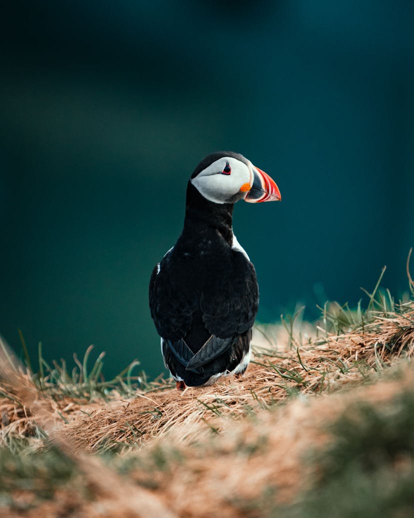 Arctic puffin Vestmannaeyjar