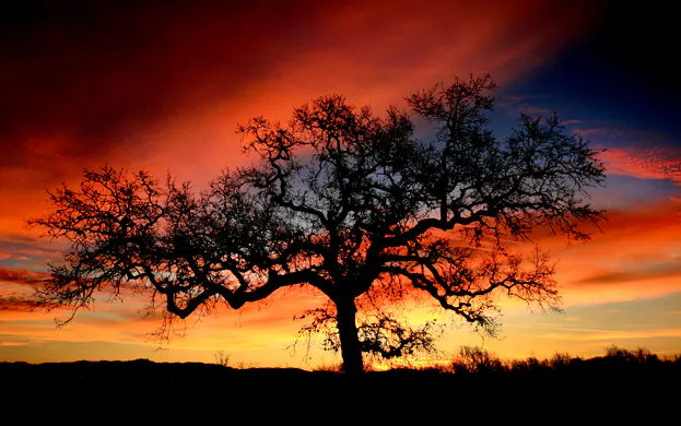 Entonces Jesús les dijo: «Vayan por todo el mundo y prediquen la Buena Noticia a todos». Marcos 16:15