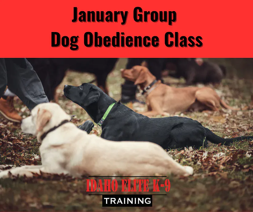 Labrador Retrievers laying down during a training session
