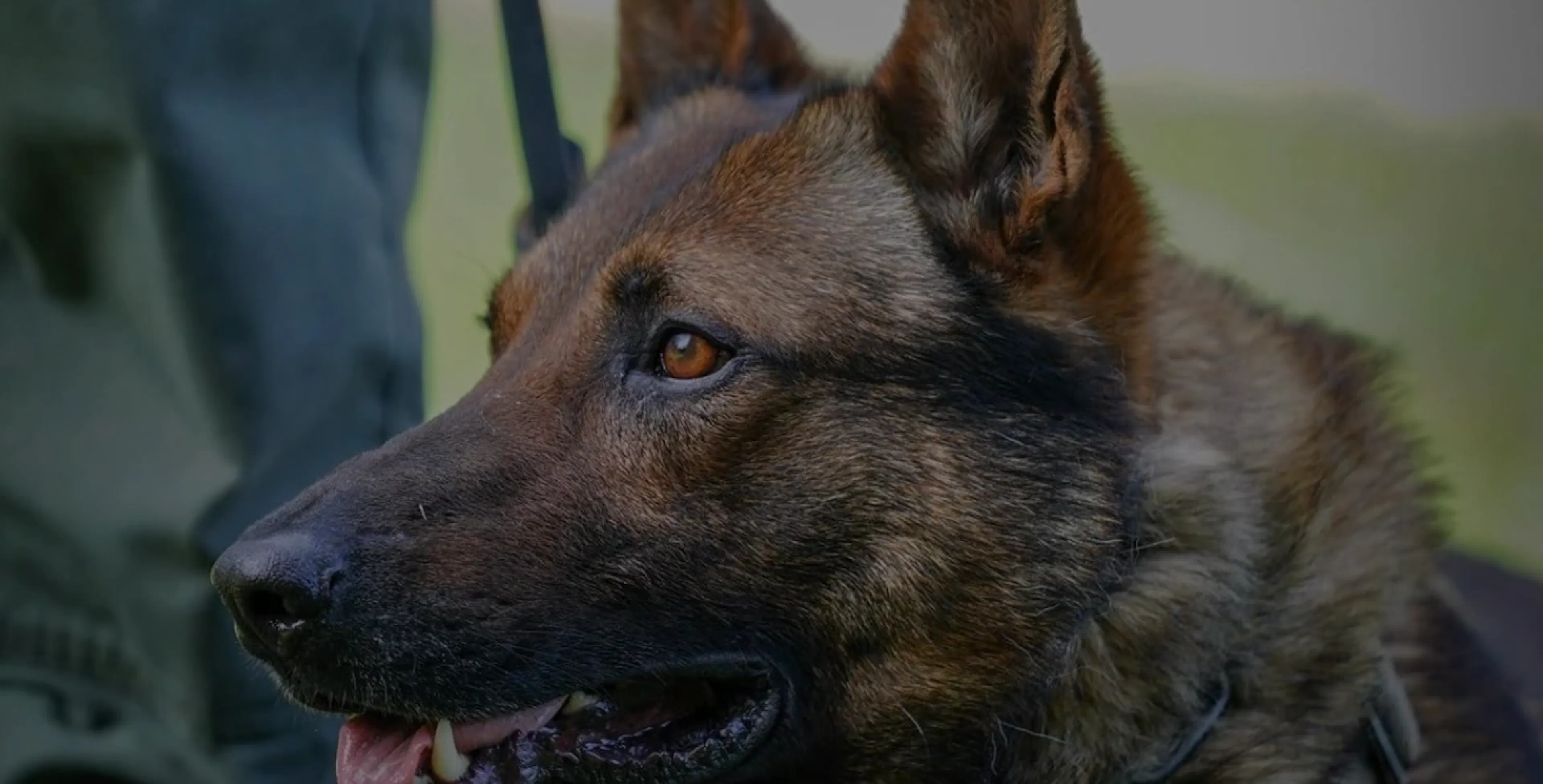 Tango the German Shepherd looking off to the left