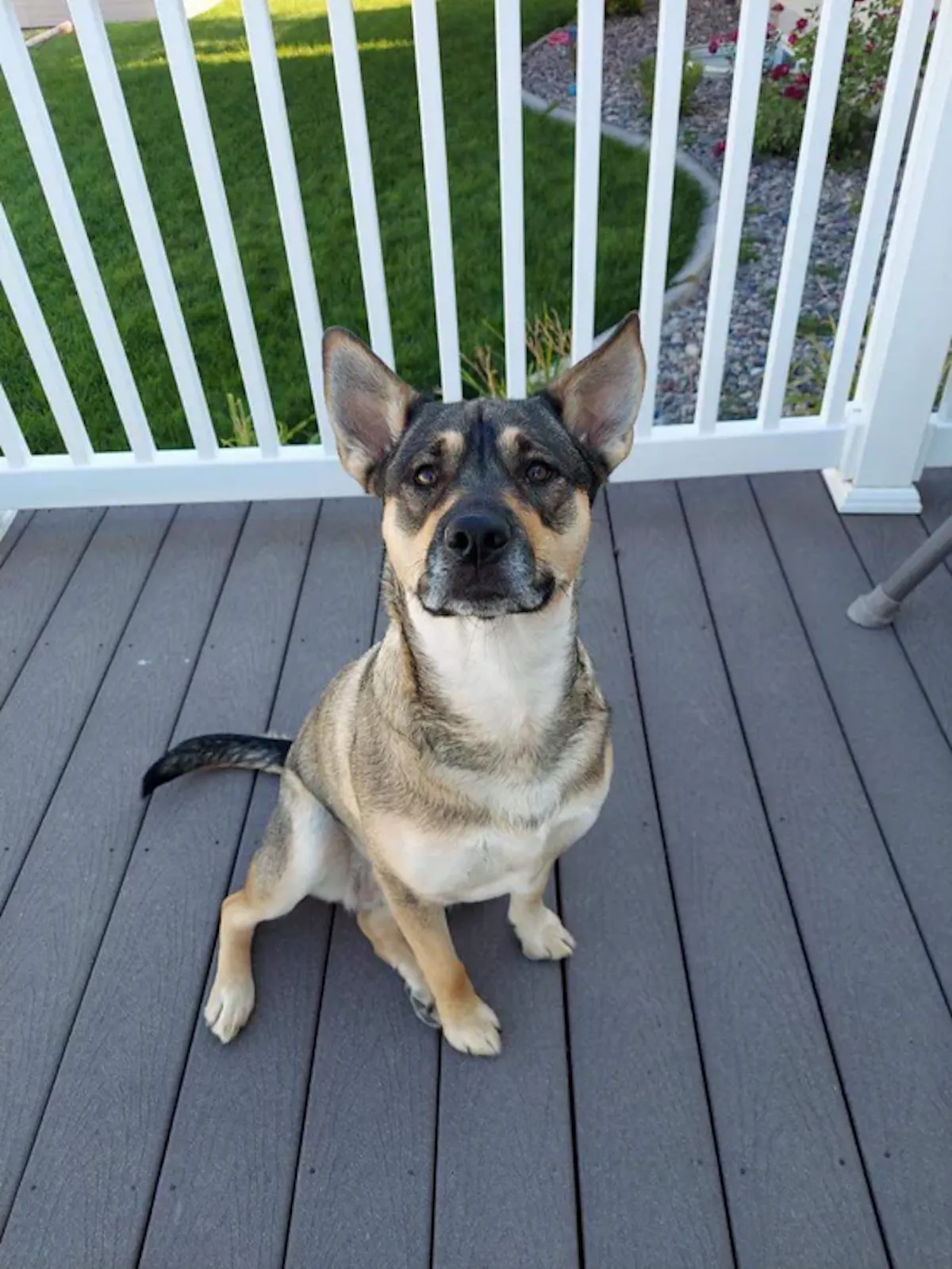 Angie the dog, sitting