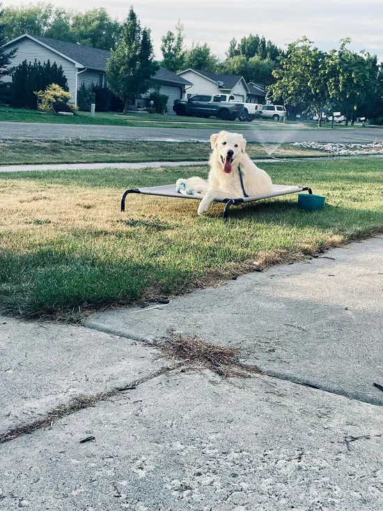 Ellie the Golden Retriever on her place in a front yard