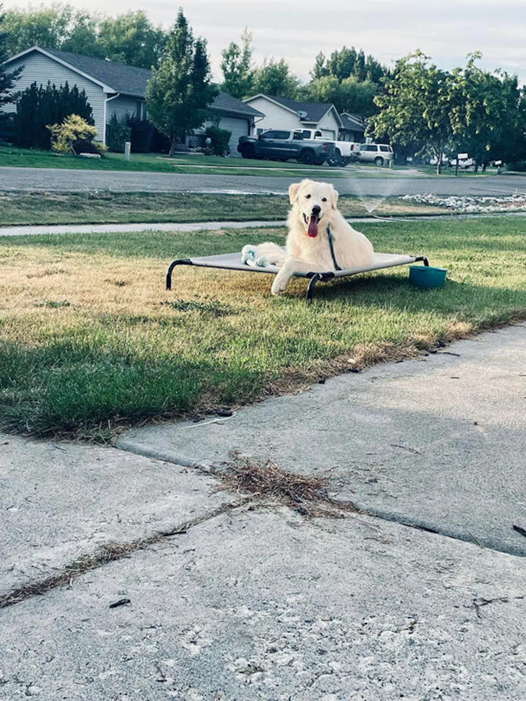 Ellie the Golden Retriever on her place in a front yard