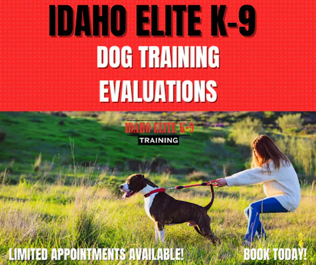 Dog Training Evaluations Banner image