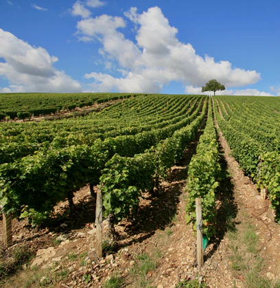 Gaillac