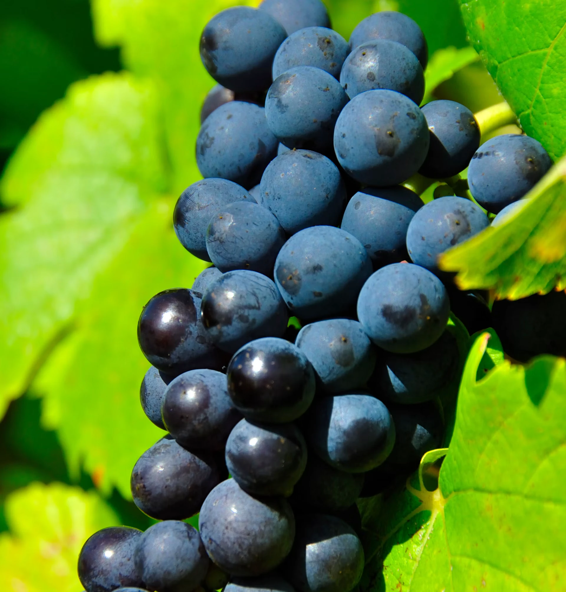 gamay