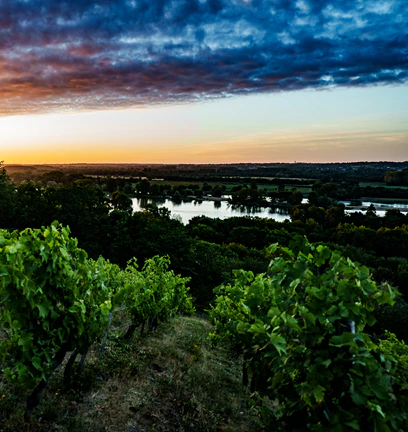 Savennières