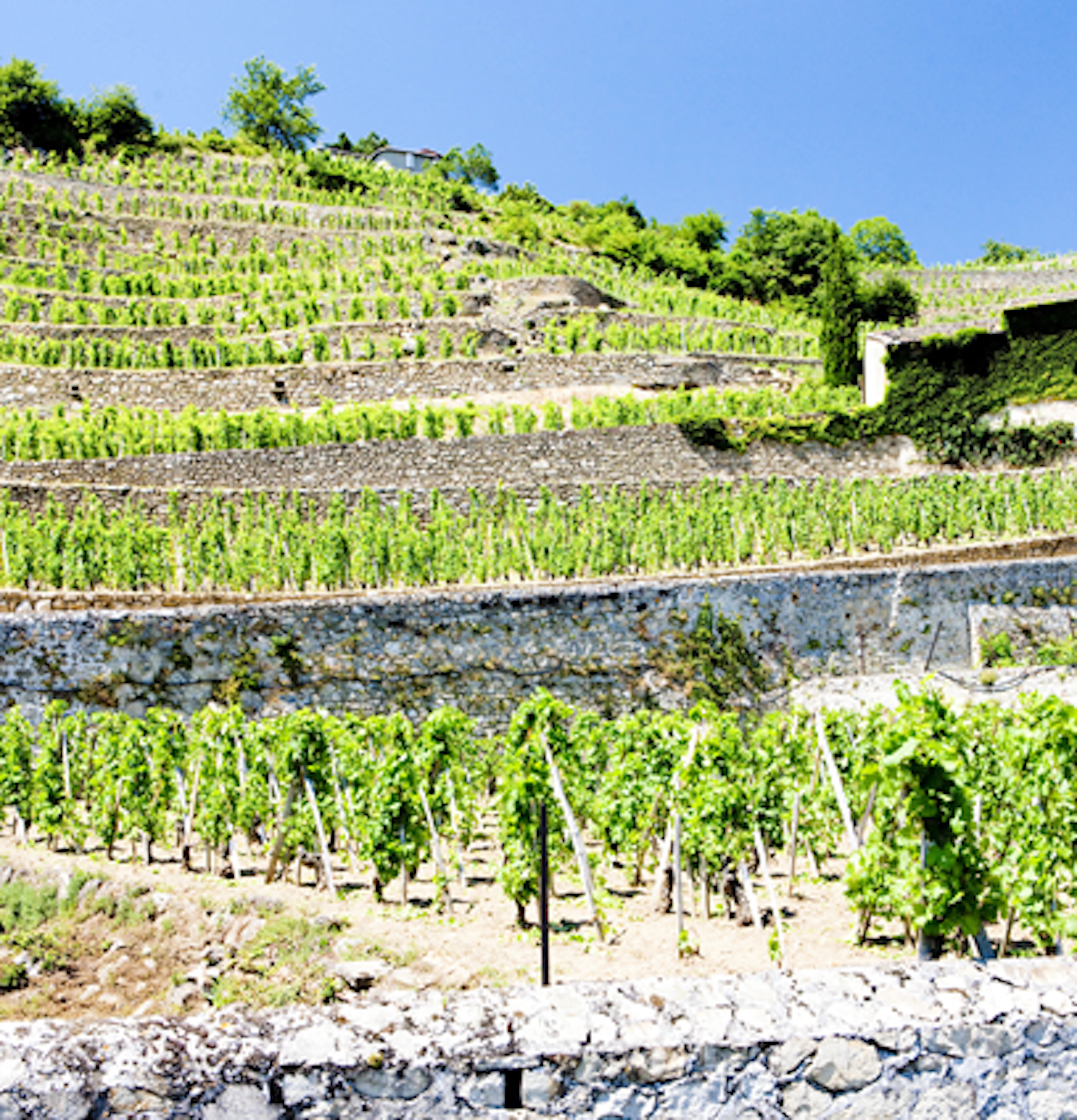 Château Grillet