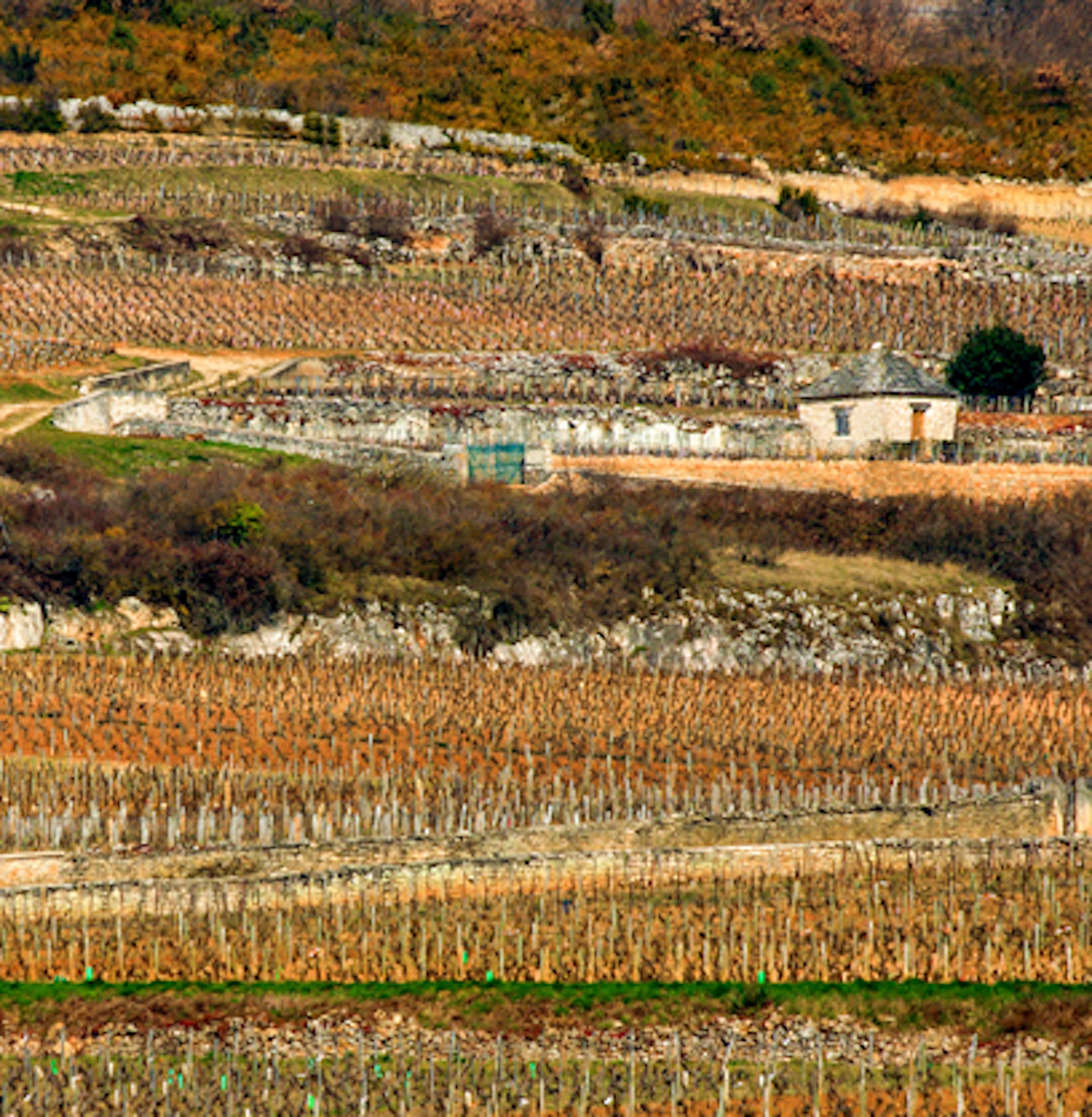 Criots-Bâtard-Montrachet