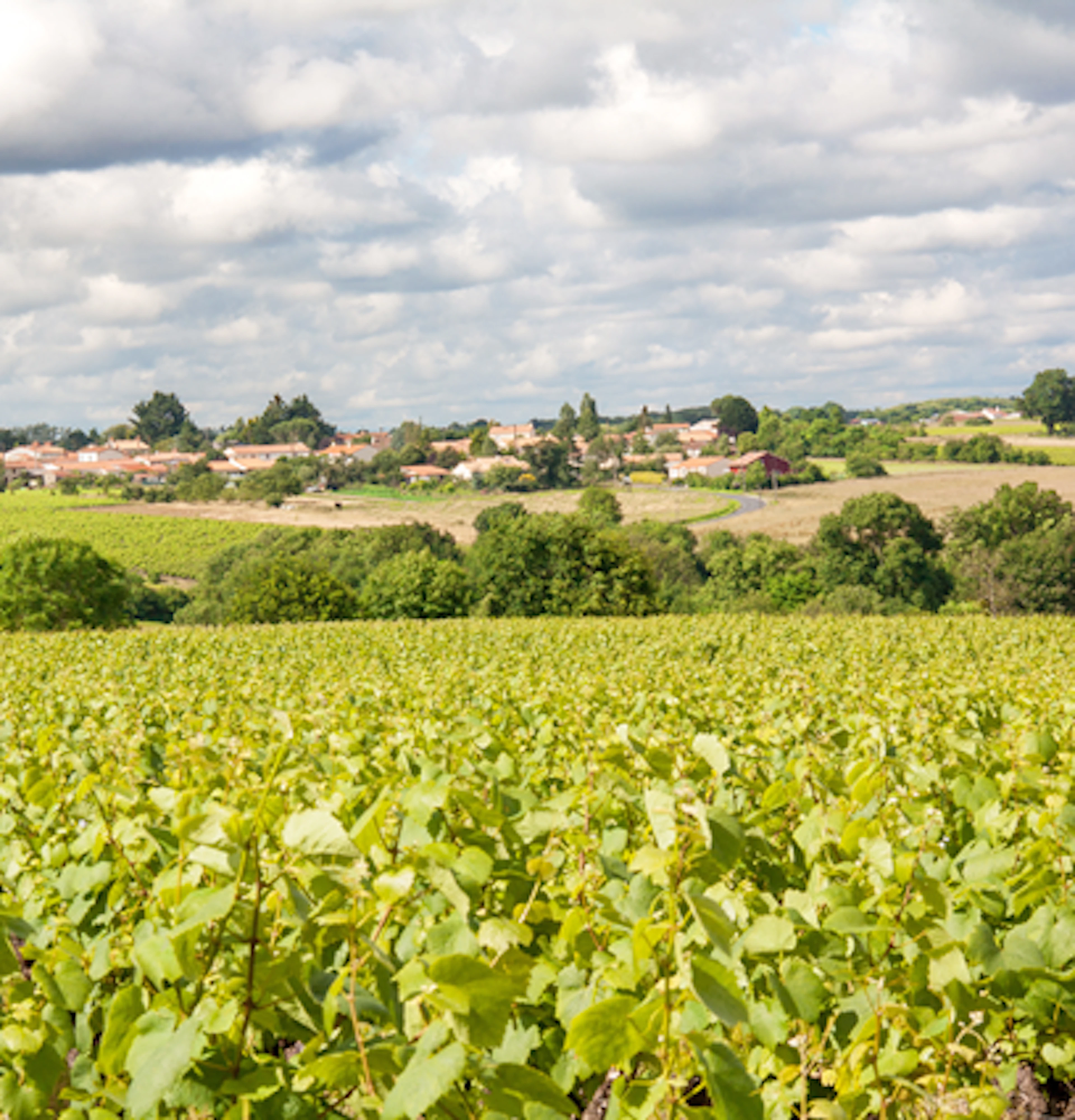 Muscadet Sèvre et Maine
