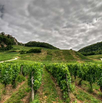 Côtes du Jura