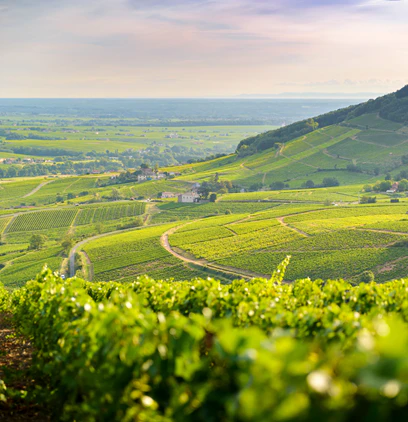 Brouilly