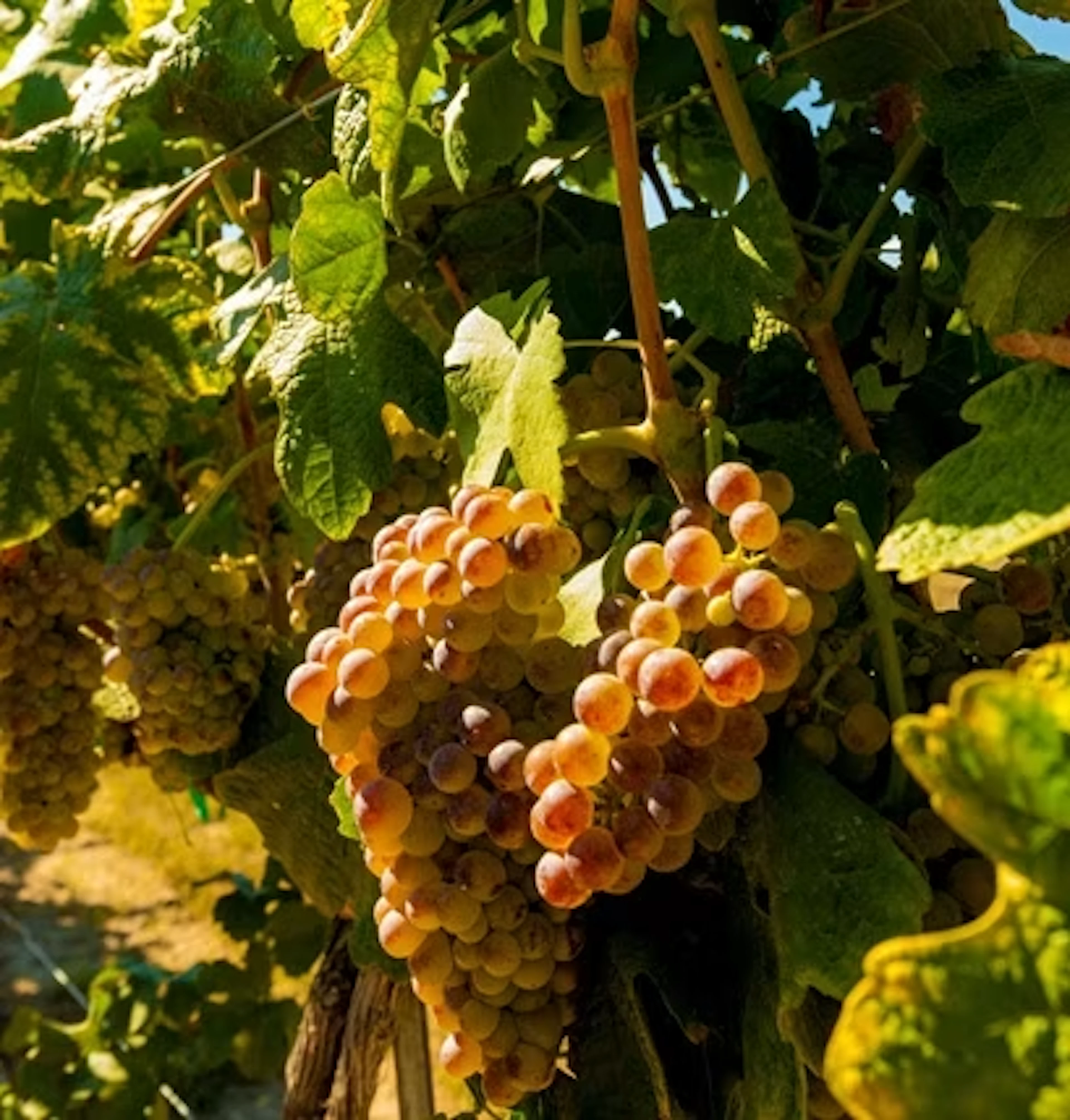 Roussanne