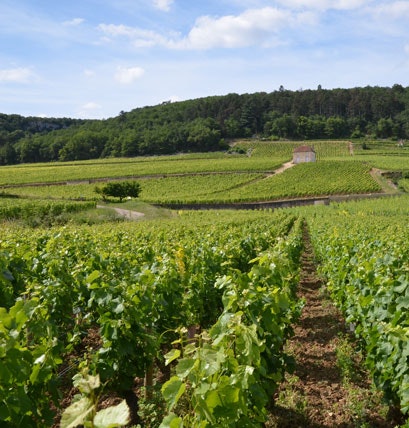 Appellation-Gevrey-Chambertin