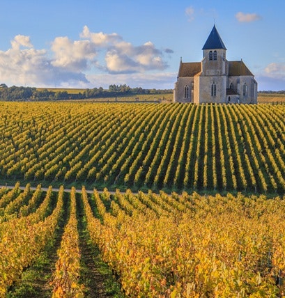 Chablis vignes